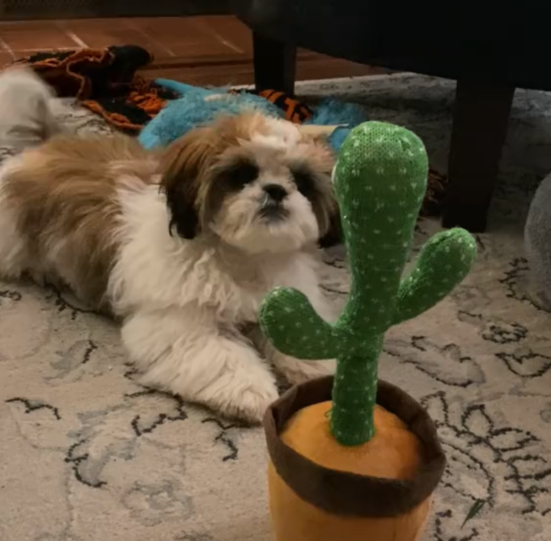 The Snuzzlea™ Dog Talking Cactus