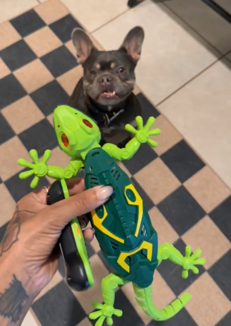 The Snuzzlea™ Crawler Lizard