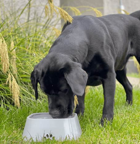 The Snuzzlea™ Dry Bowl