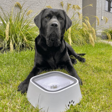 The Snuzzlea™ Dry Bowl